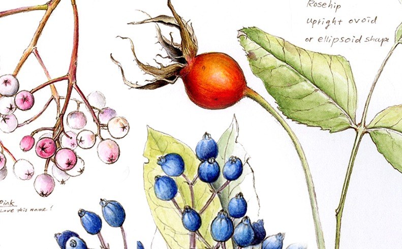 Seeing Nature Through Scientific Botanical Sketch Journaling (Online) flyer