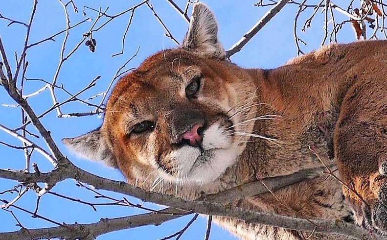 From Backyards to Mountain Tops: Cougars in the Pacific Northwest (Online) flyer